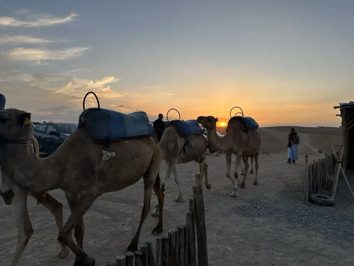 Pack Buggy + Chameau + Dîner-Spectacle — Expérience Complète im Agafay Desert
